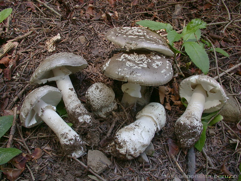 Amanita excelsa va. spissa ?